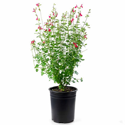 Salvia Hotlips