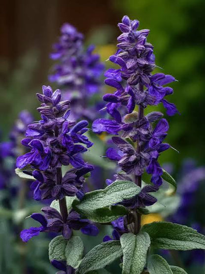 Salvia Maynight