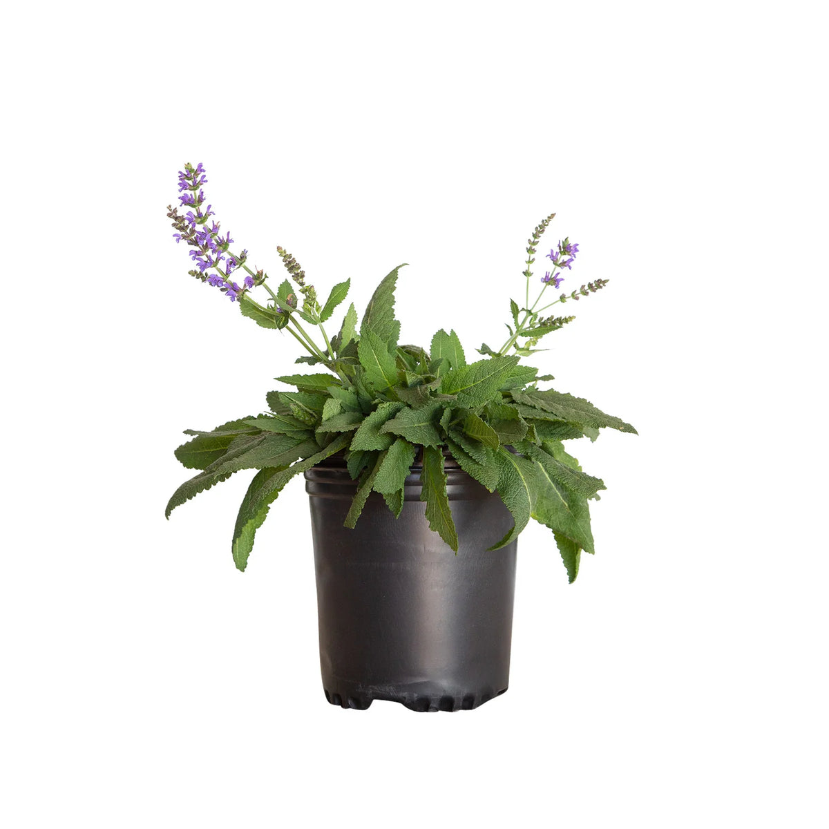 Salvia Maynight