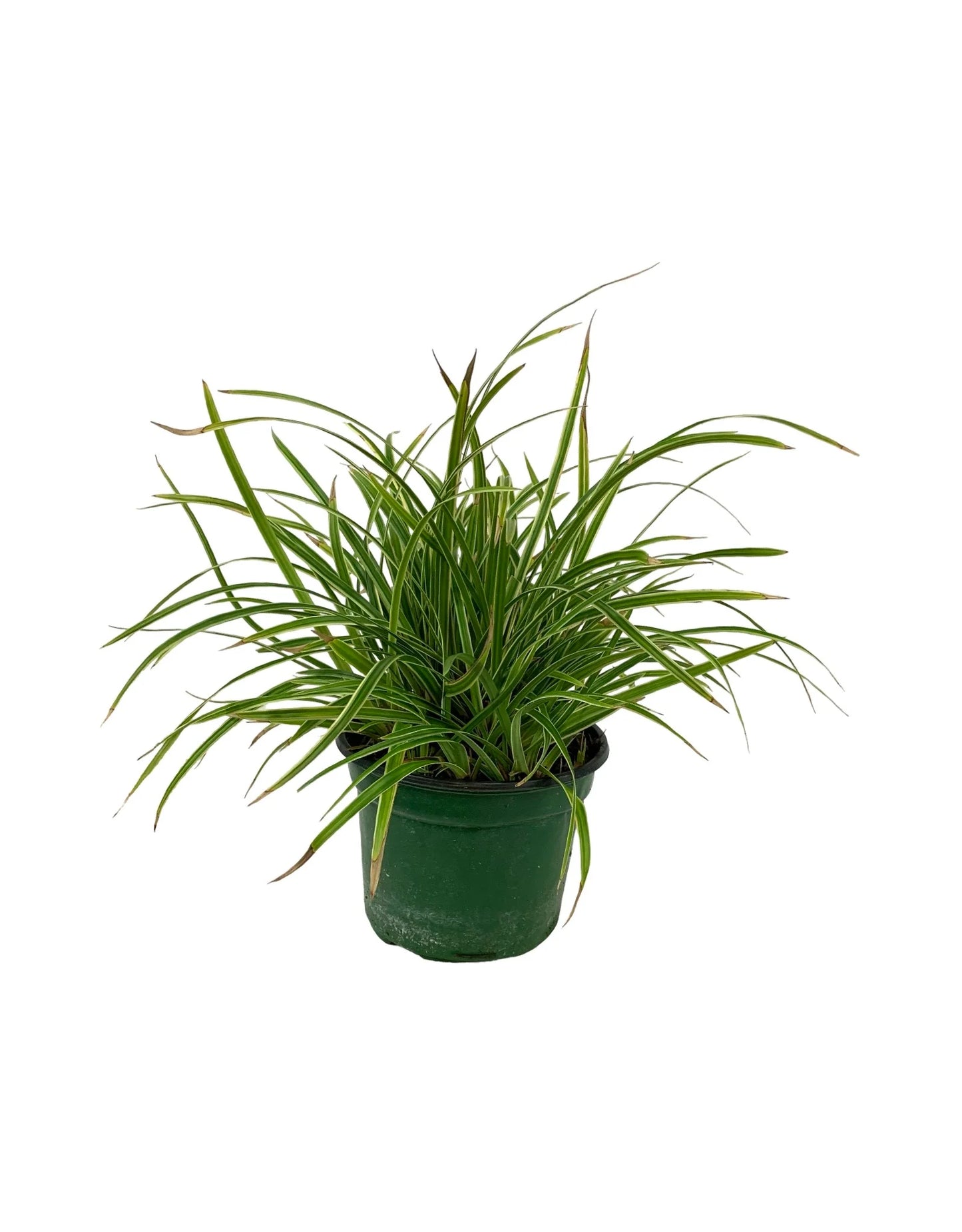Carex "Ice Dance"