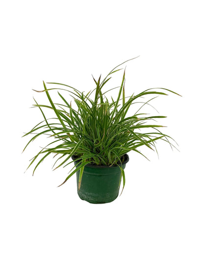 Carex "Ice Dance"