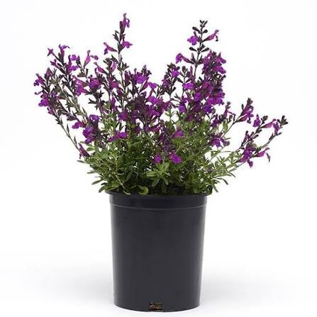 Salvia "Mirage Deep Purple"