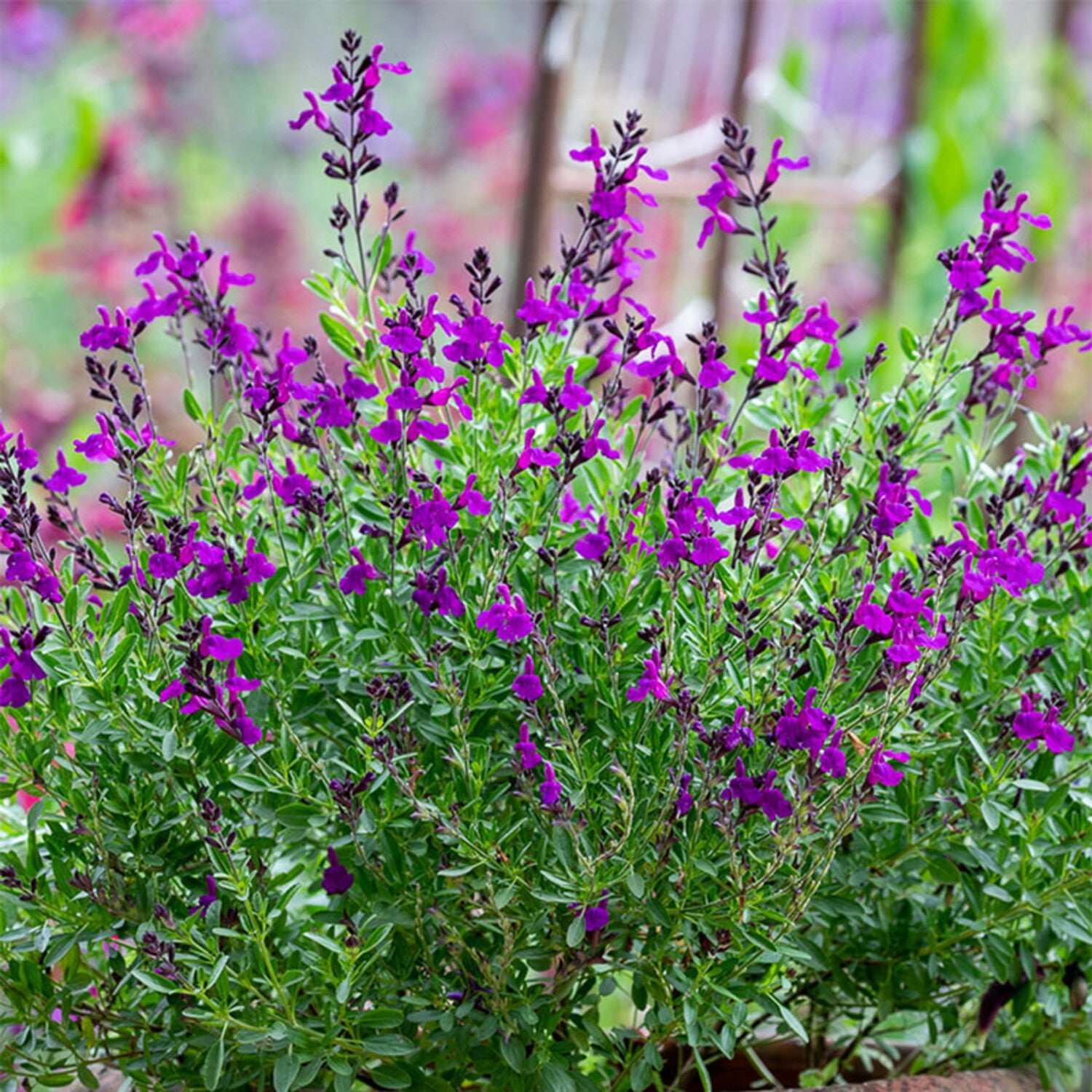 Salvia "Mirage Deep Purple"