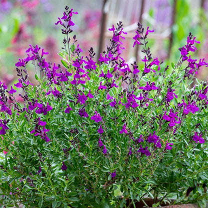Salvia "Mirage Deep Purple"