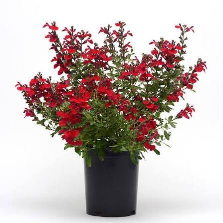 Salvia "Mirage Cherry Red"