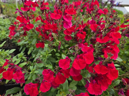 Salvia "Mirage Cherry Red"