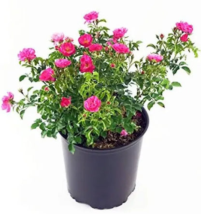 Rosa P. "Pink" Groundcover
