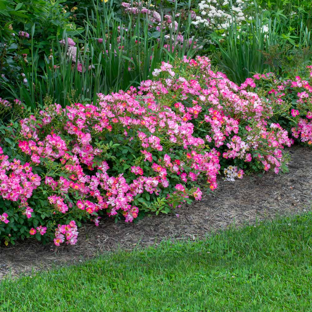 Rosa P. "Pink" Groundcover