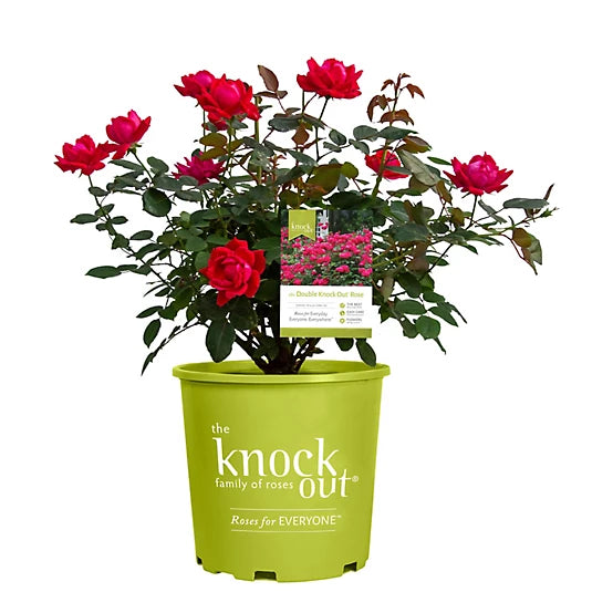 Rosa Knockout "Double Red"
