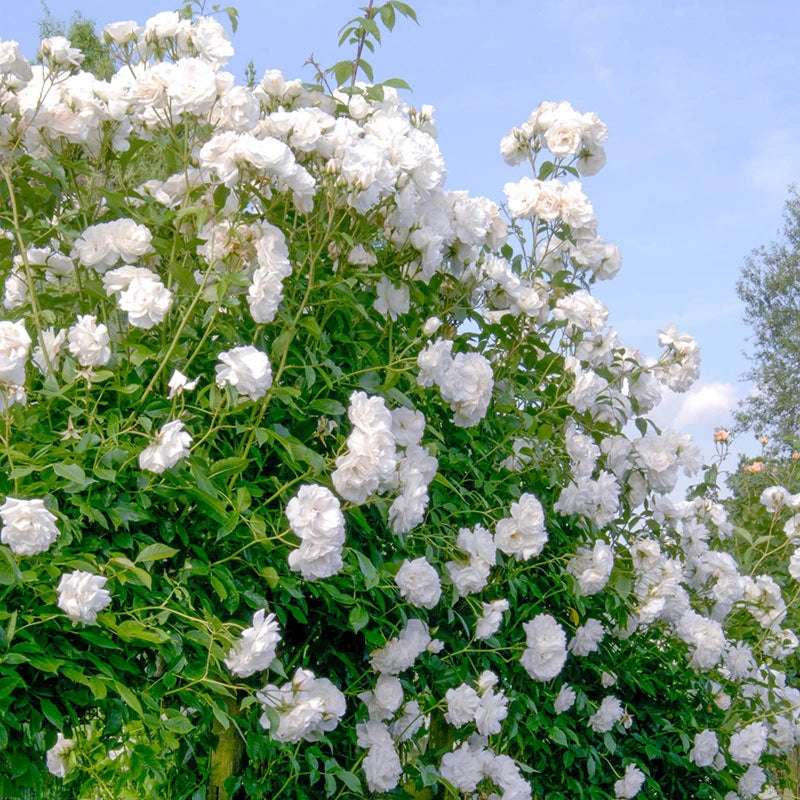 Rosa Iceberg "White"