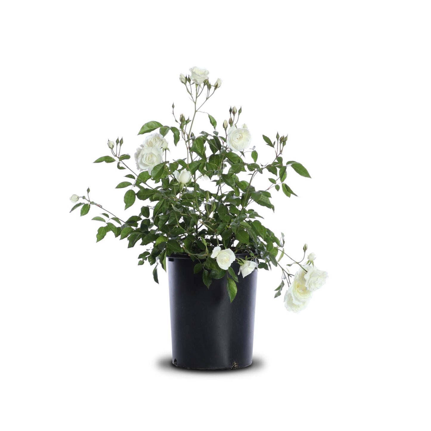 Rosa Iceberg "White"