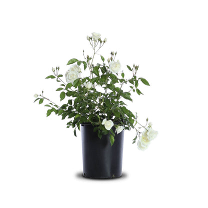 Rosa Iceberg "White"