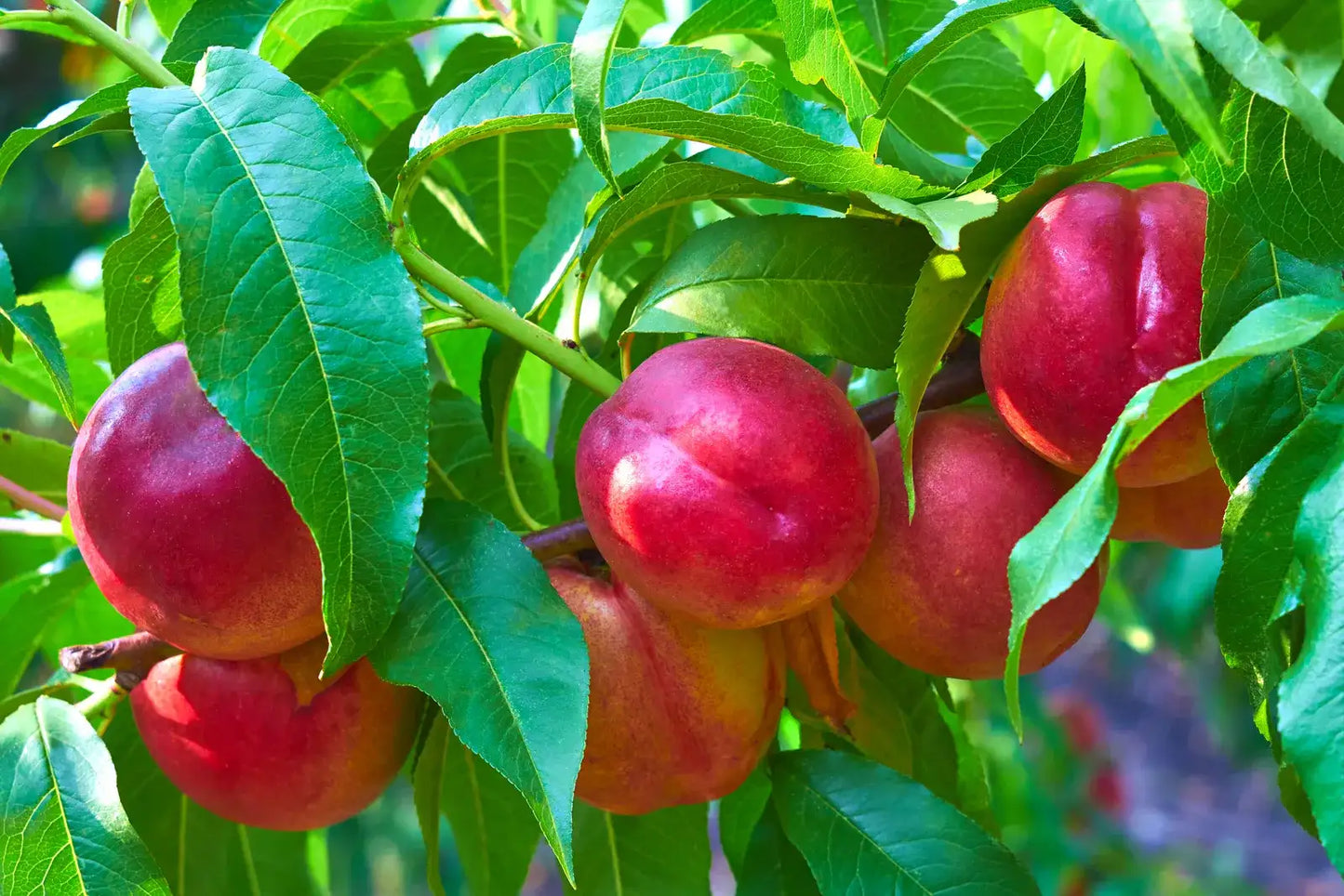 Bare-Root Nectarine Tree