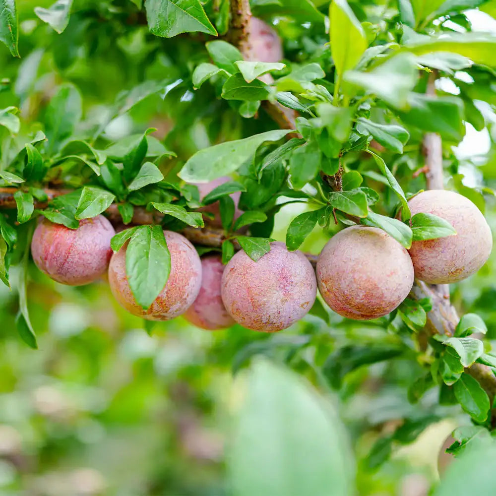 Pluot Tree