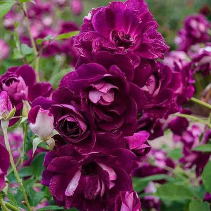 Rosa Iceberg "Burgundy"