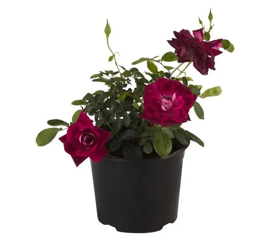 Rosa Iceberg "Burgundy"