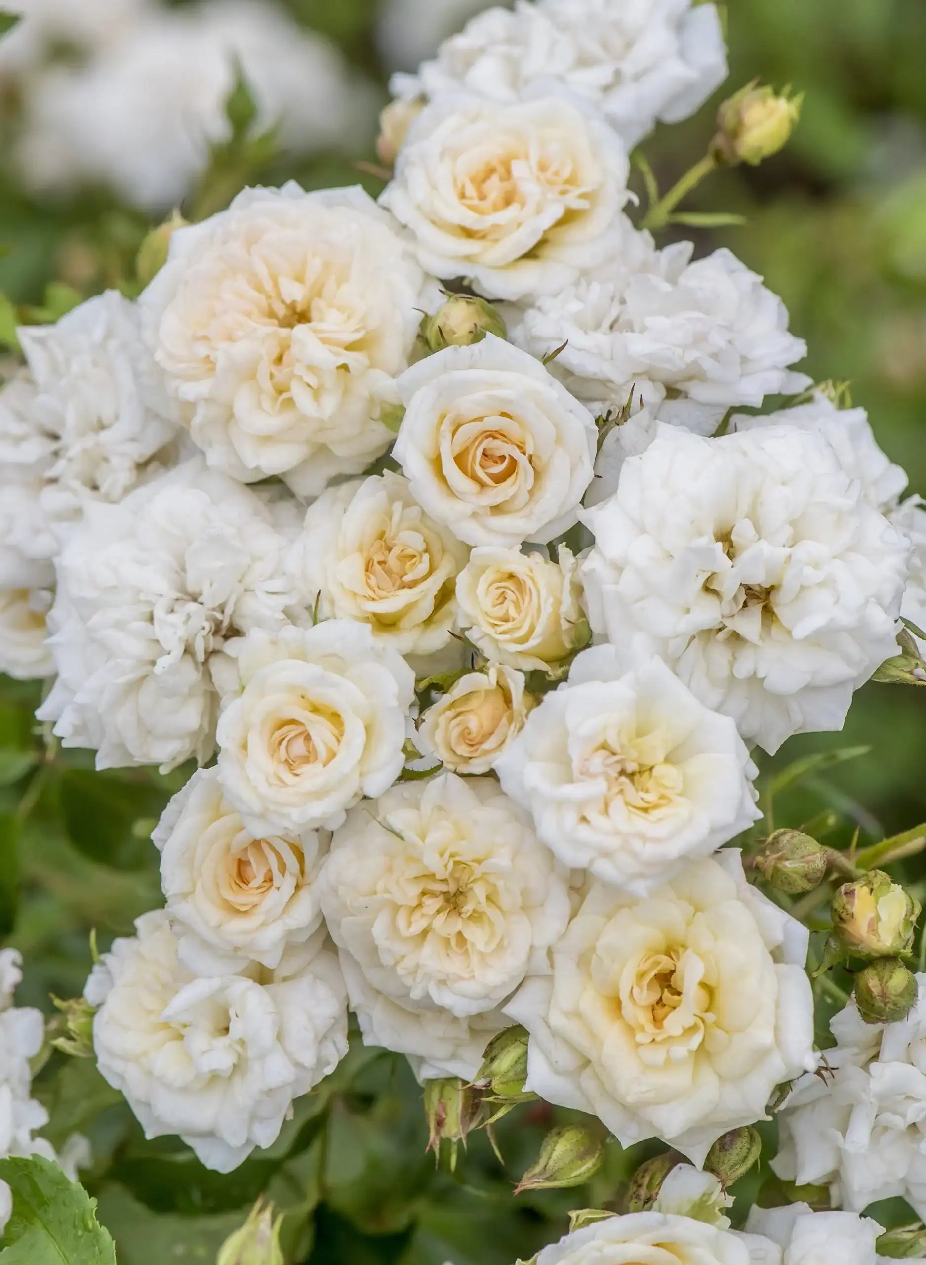 Rosa Drift "White"
