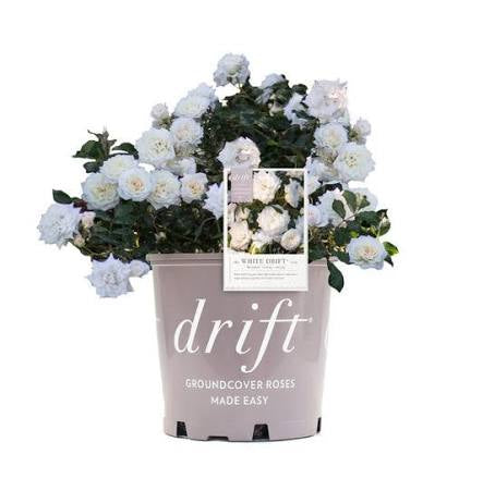 Rosa Drift "White"