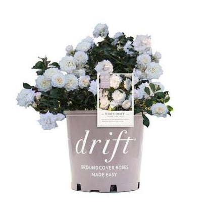 Rosa Drift "White"