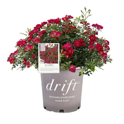 Rosa Drift "Red"
