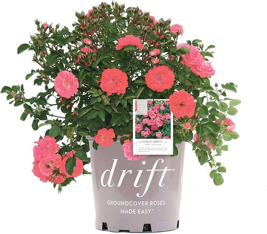 Rosa Drift "Coral"