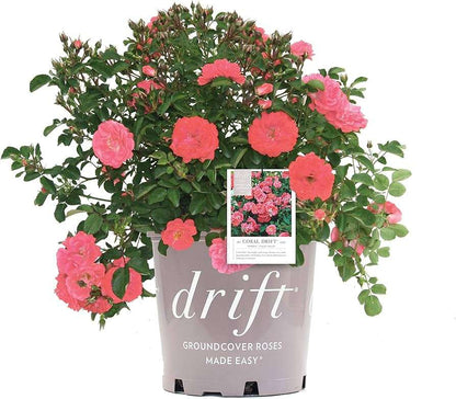 Rosa Drift "Coral"