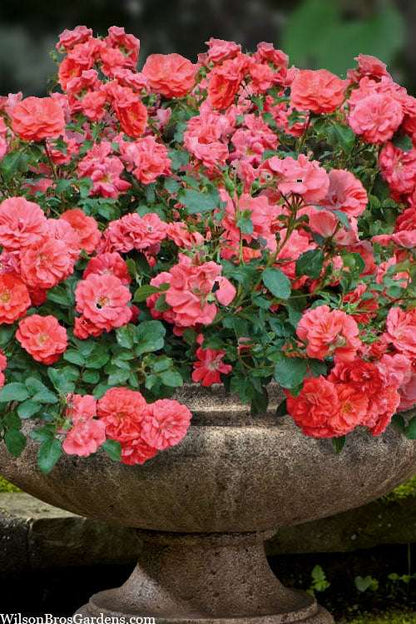 Rosa Drift "Coral"