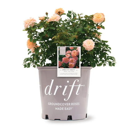 Rosa Drift "Apricot"