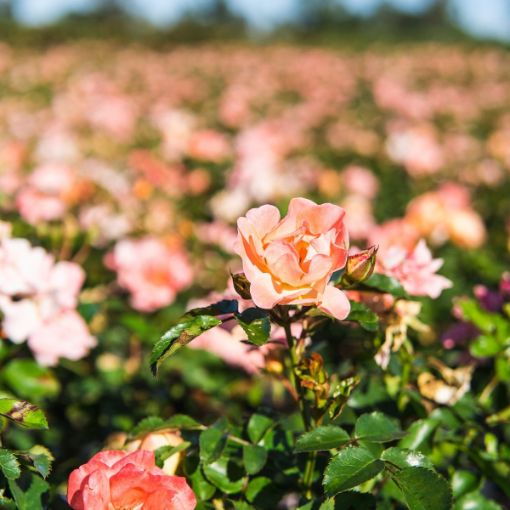 Rosa Drift "Apricot"