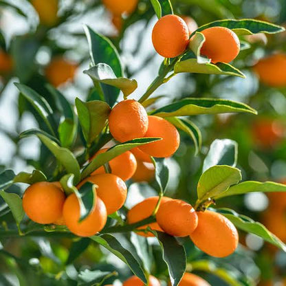 Kumquat ‘Fukushu’