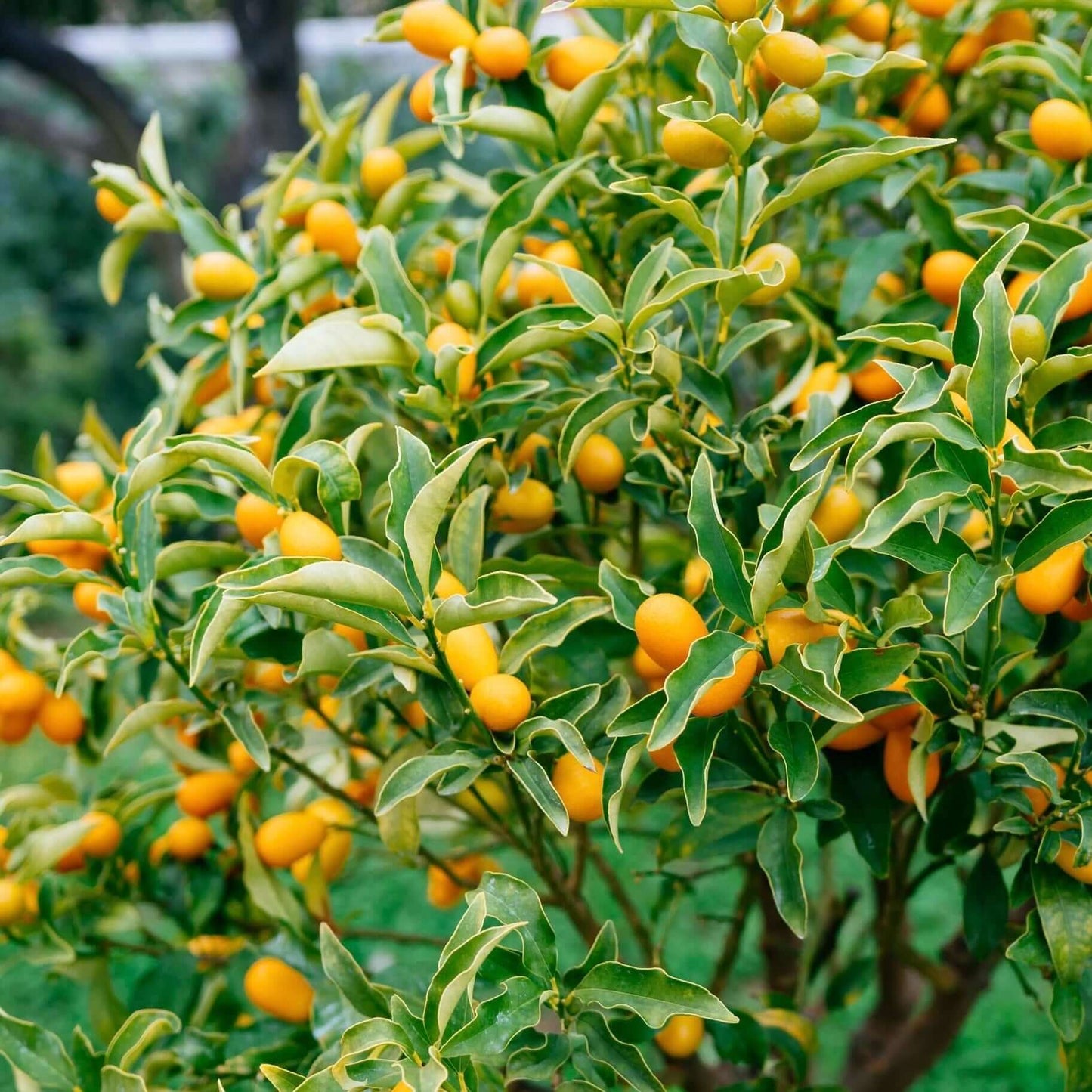Kumquat ‘Nagami’