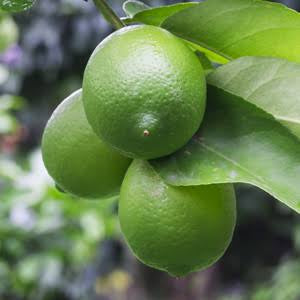 Lime ‘Bearrs Multi’