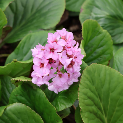 Bergenia "Cordifolia"