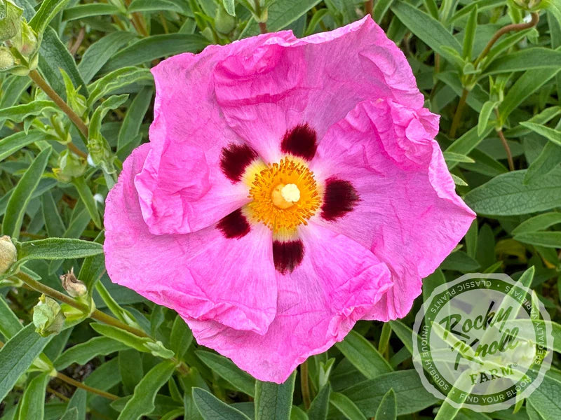 Cistus 'Purpureus'