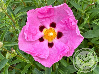 Cistus 'Purpureus'