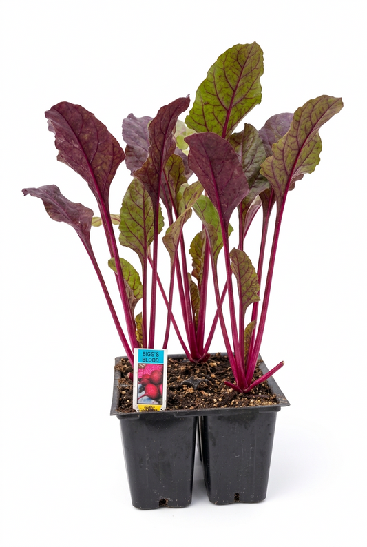 Beets Bulls Blood