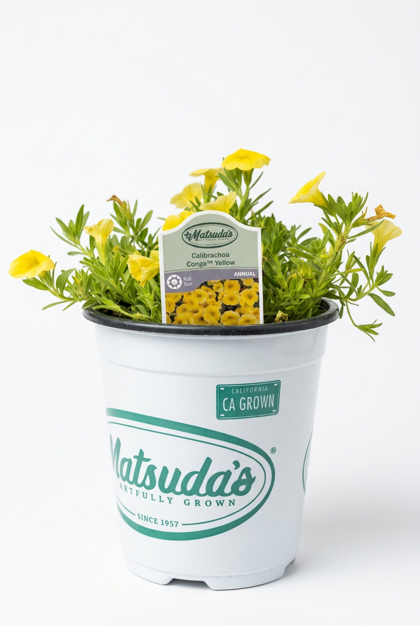 Calibrachoa Conga Yellow