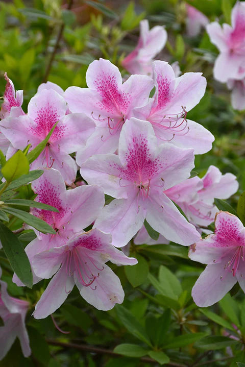 Azalea "George Tabor"