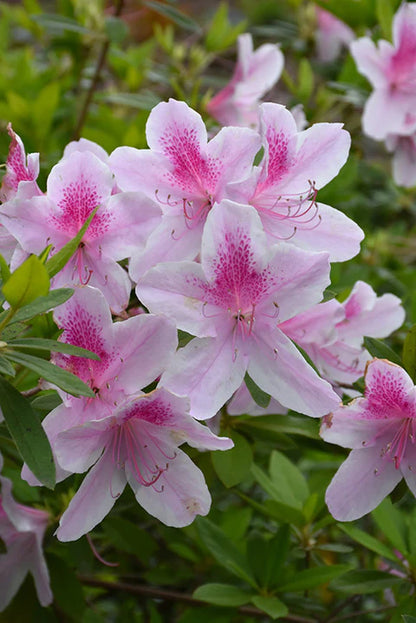 Azalea "George Tabor"