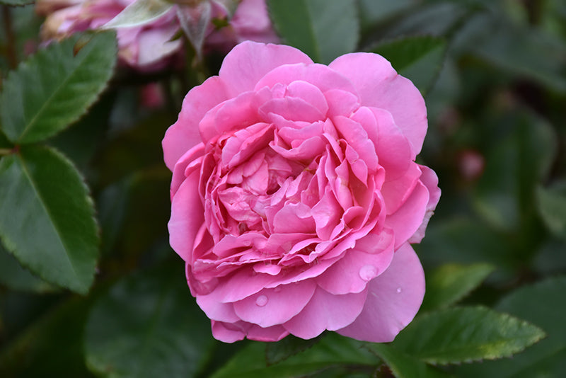 Rosa Orchid Romance