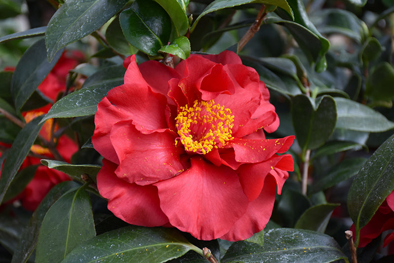 Camellia "Bob Hope"