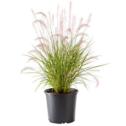 Pennisetum Karley Rose