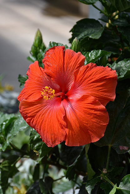 Hibiscus President Red Patio Tree