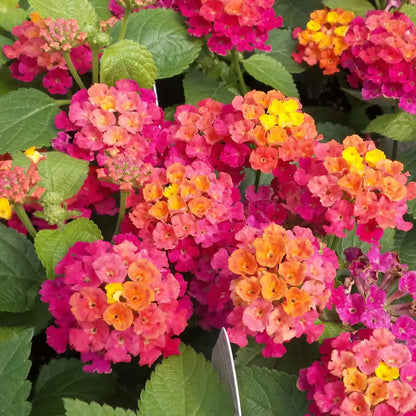 Lantana "Bandana Cherry"