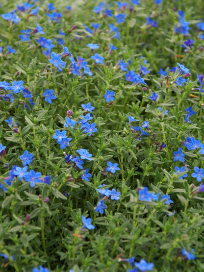 Lithodora Graceward Blue
