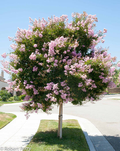 Crepe Myrtle 'Muskogee' Single Trunk