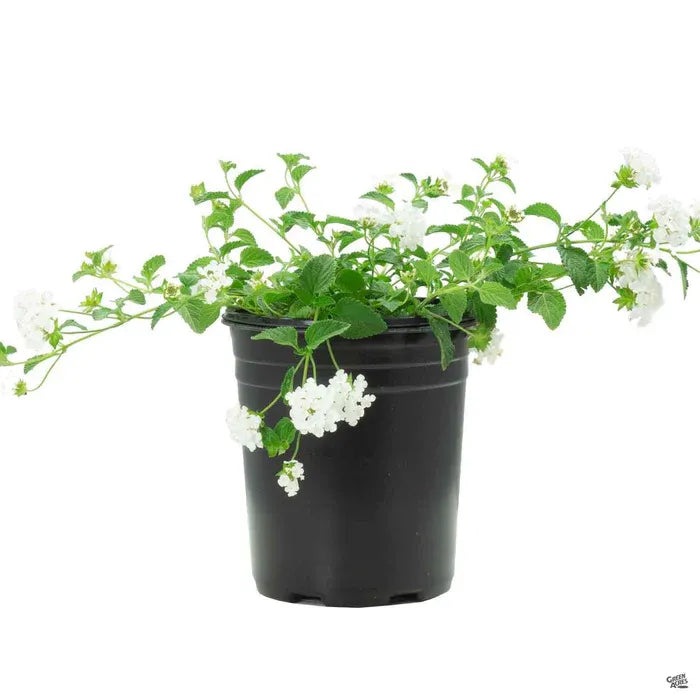 Lantana "Little Lucky White"
