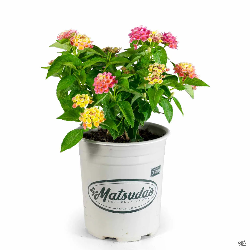 Lantana Bloomify "Mango"