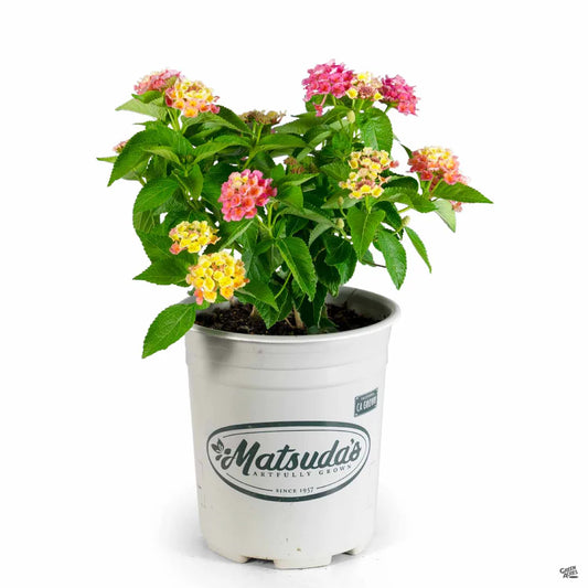 Lantana Bloomify "Mango"