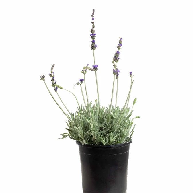 Lavender Goodwin's Creek
